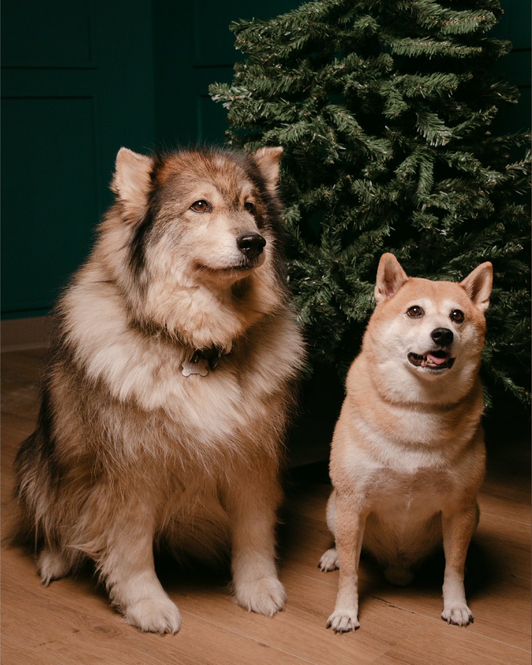 08 CATENA_4XMAS.png