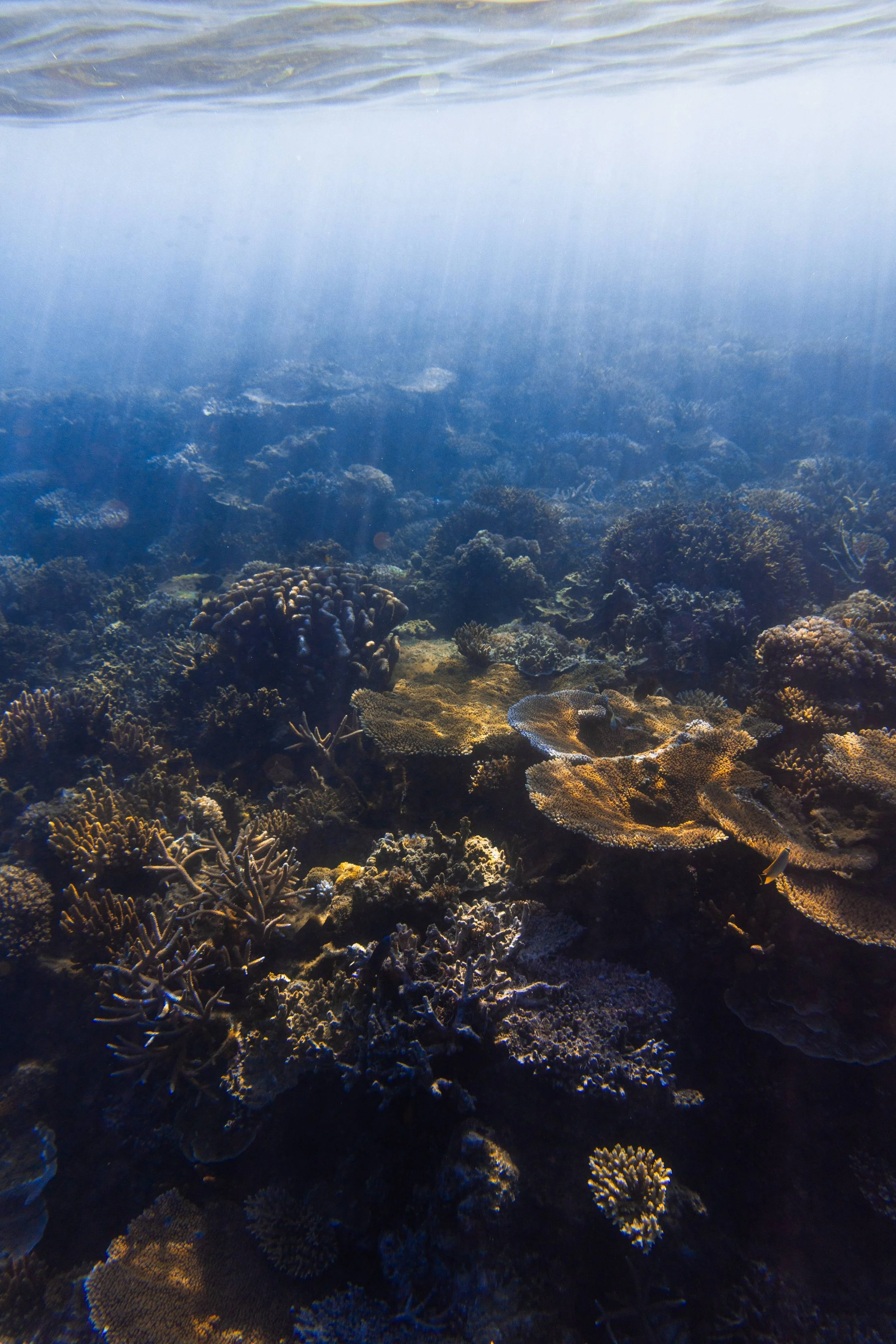 250819 COMO Laucala Resort @kalani.muller IMG_9640.jpg