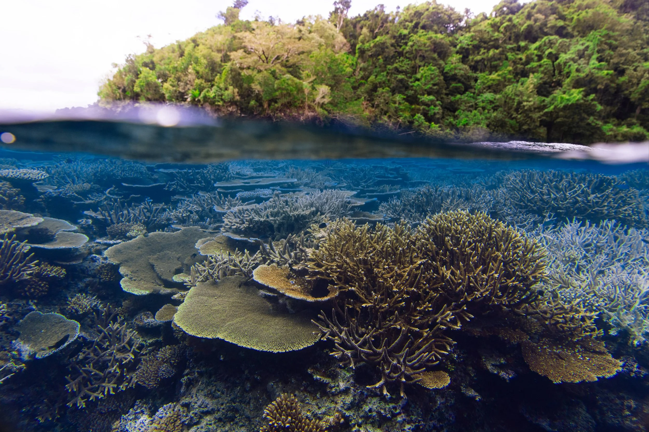 250820 COMO Laucala Resort @kalani.muller IMG_9893.jpg