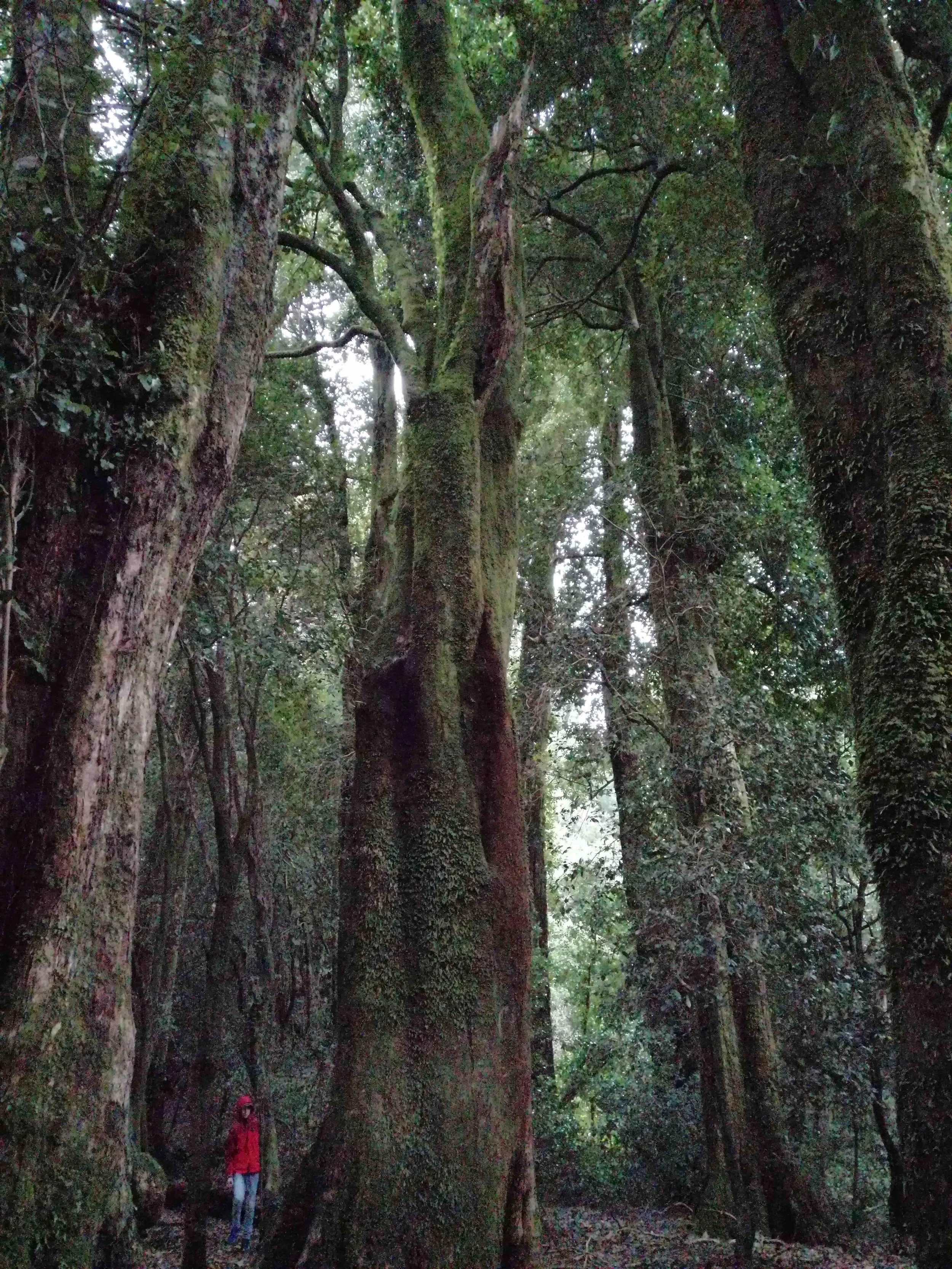 Bosque de Olivillos en Punta Curiñanco, Valdivia.
