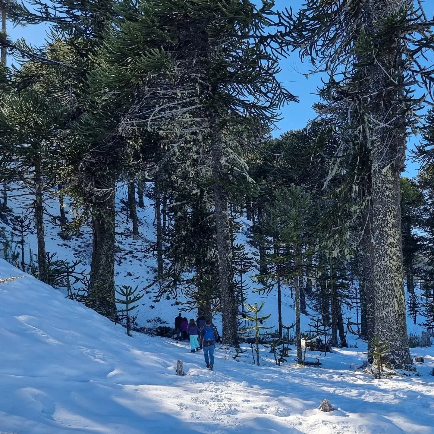 Enamorados del pehu&eacute;n y su gente. Y fascinados con las raquetas pehuenche! Una experiencia conmovedora poder conversar con habitantes originarios de estas tierras.

@mely_ayin_turismo_conservacion