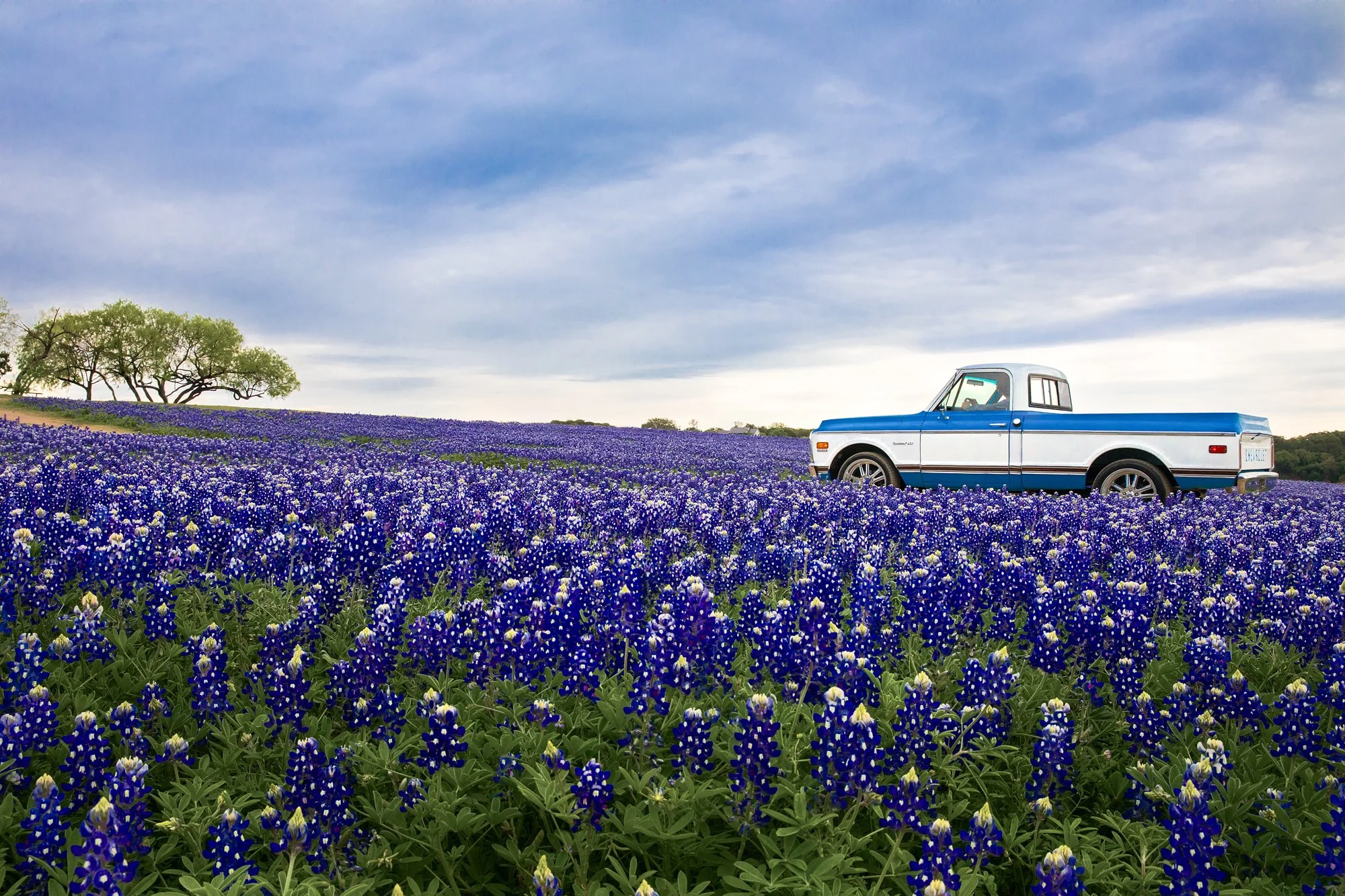 SLWildflowers--3.jpg