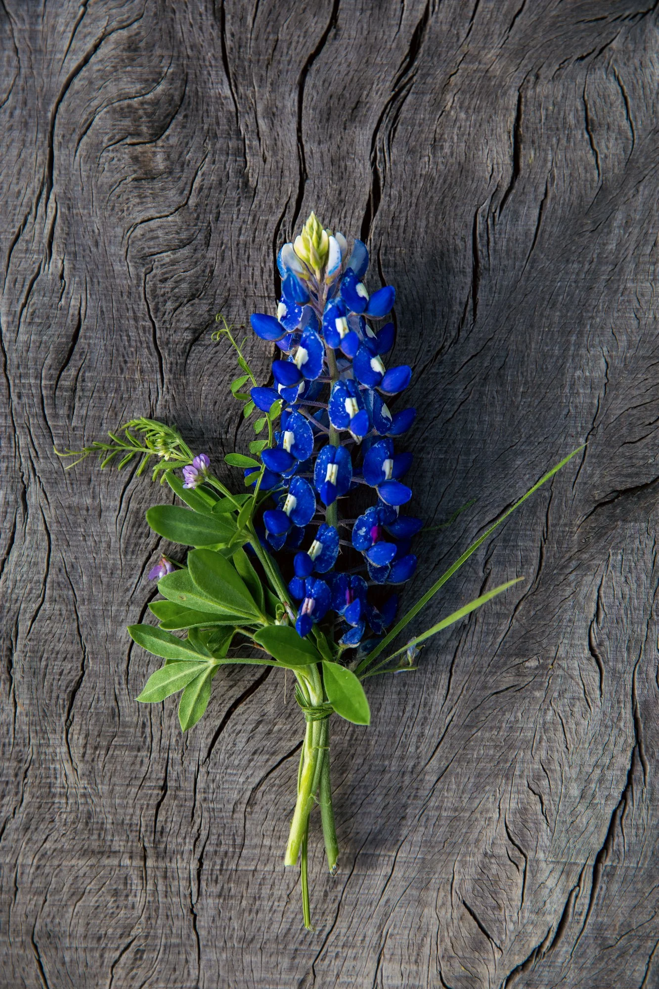 SLWildflowers--2.jpg