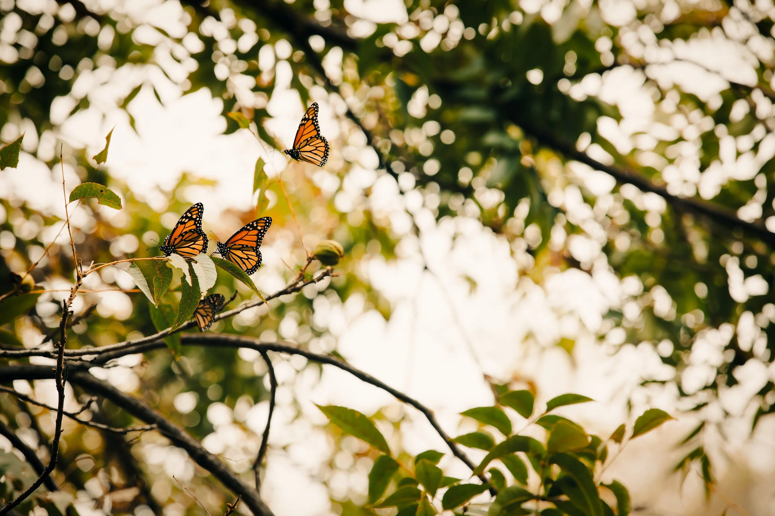 20231010-_T8A6499-Enhanced-NR-Edit-Edit.jpg