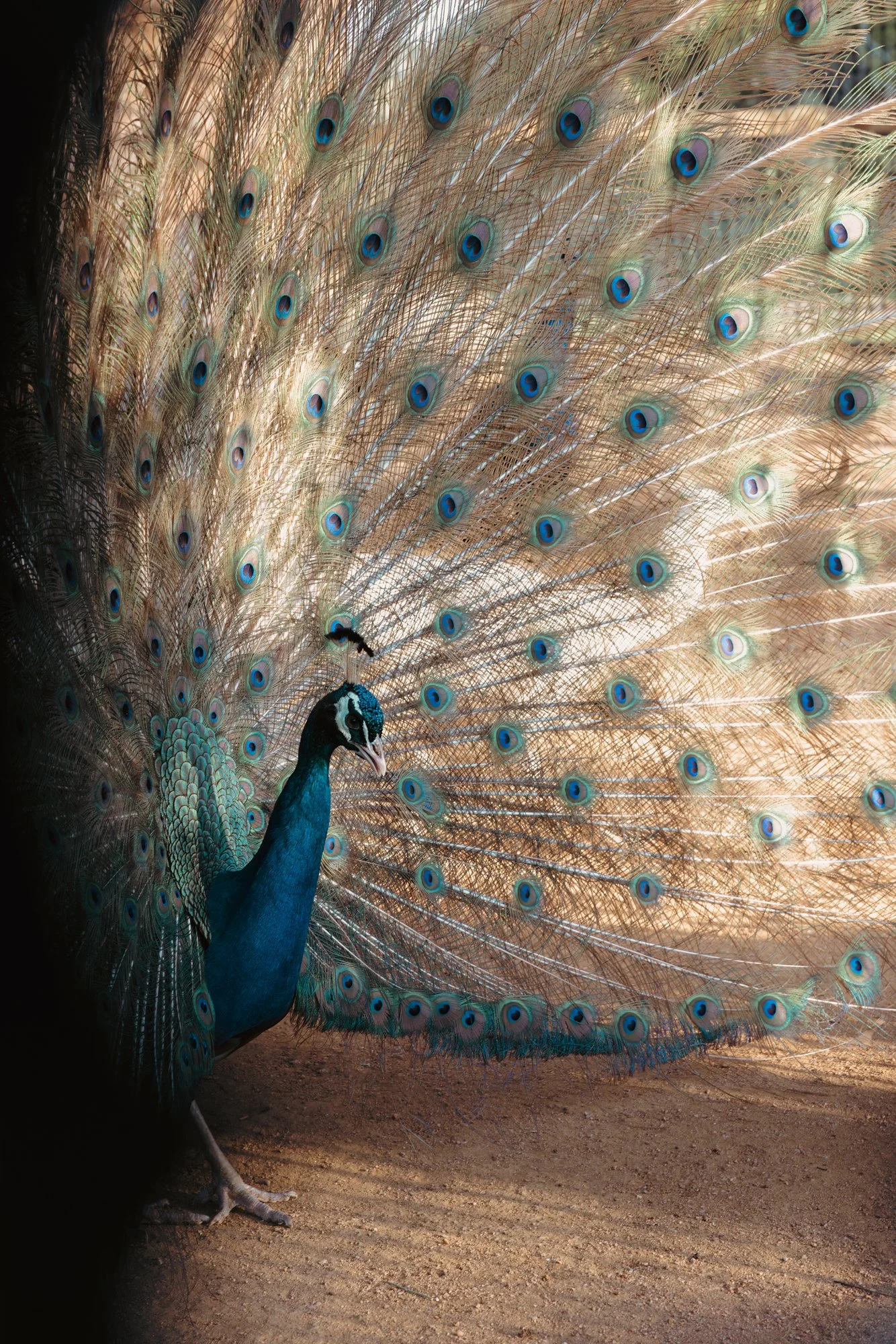 20250409-_70A0505-Edit-Edit.jpg
