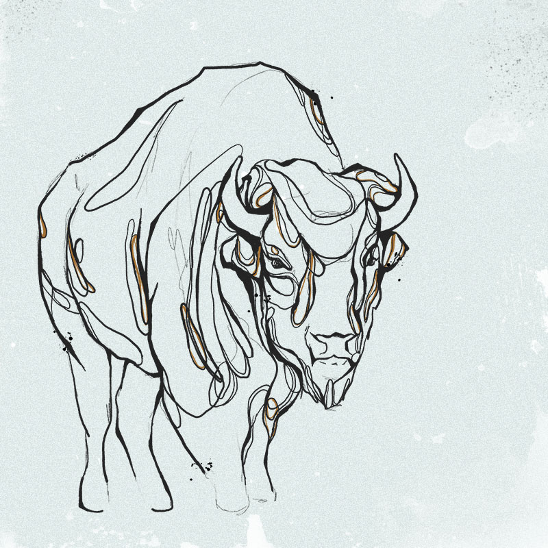 BisonIllustration.jpg