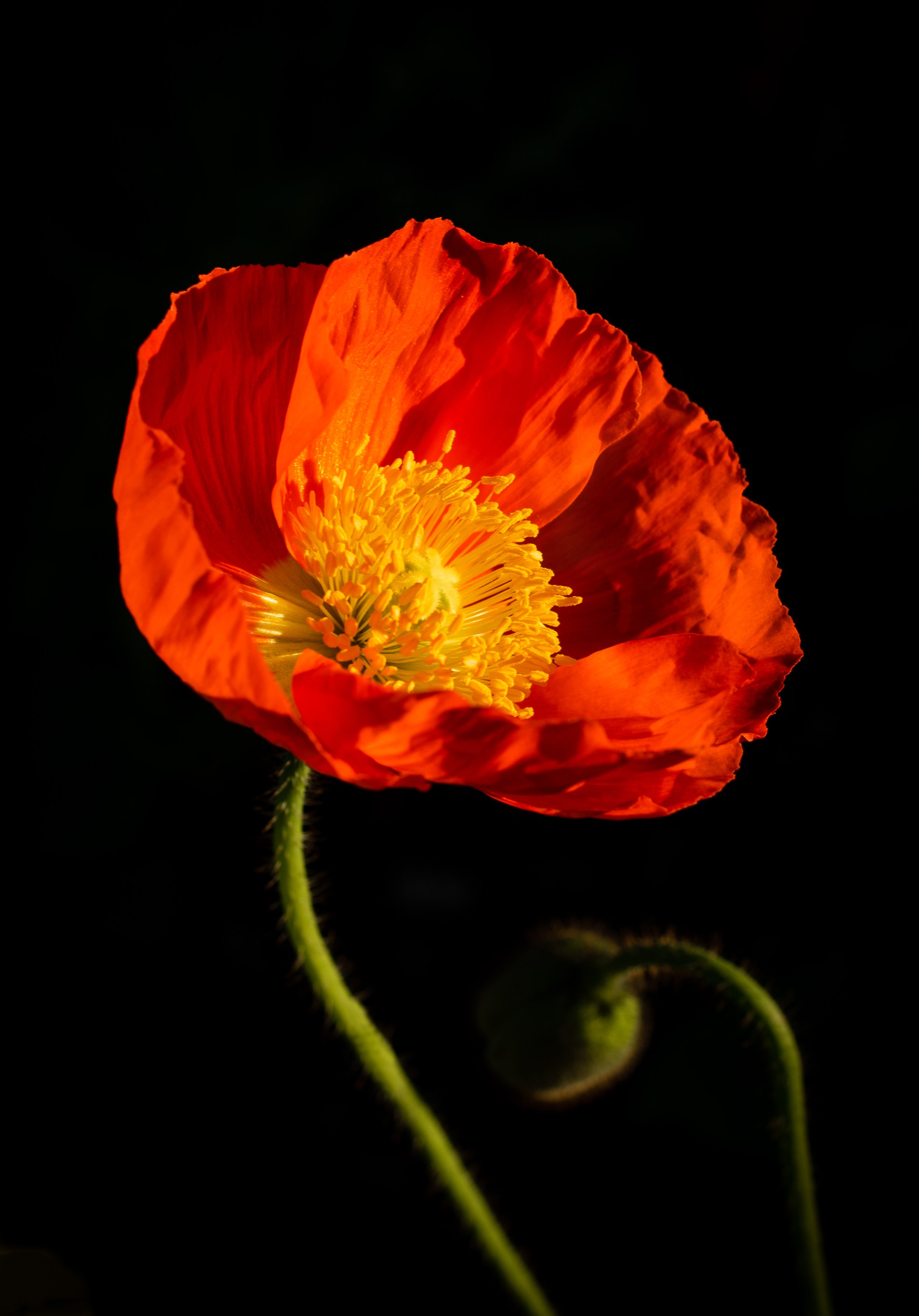 Spotlight (Copy)