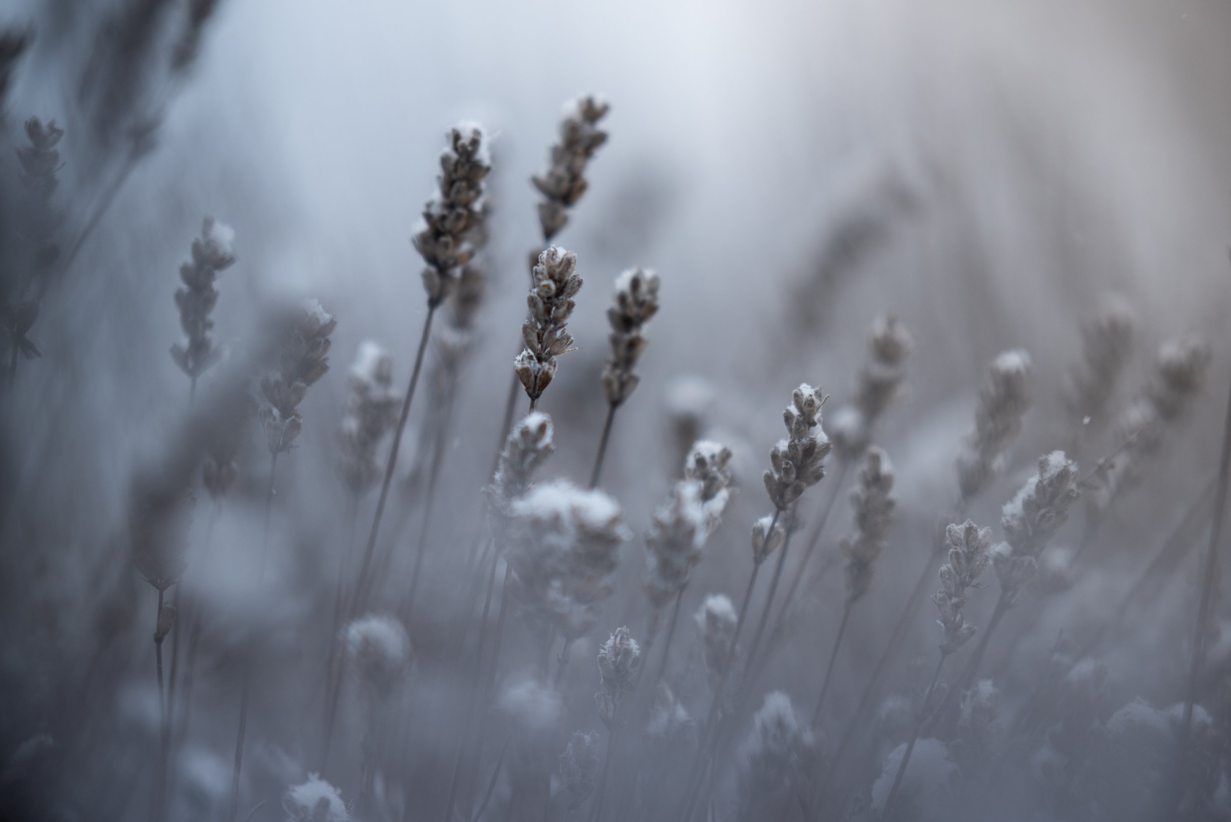 First Snow (Copy)