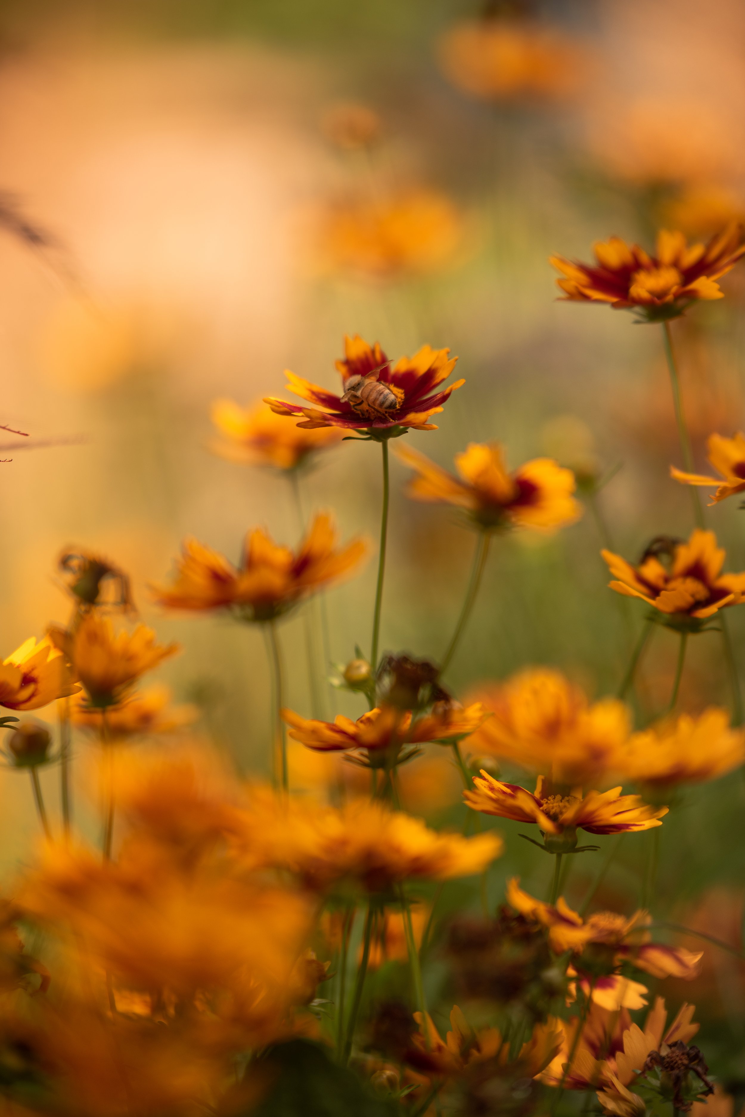 Spring Musings (Copy)