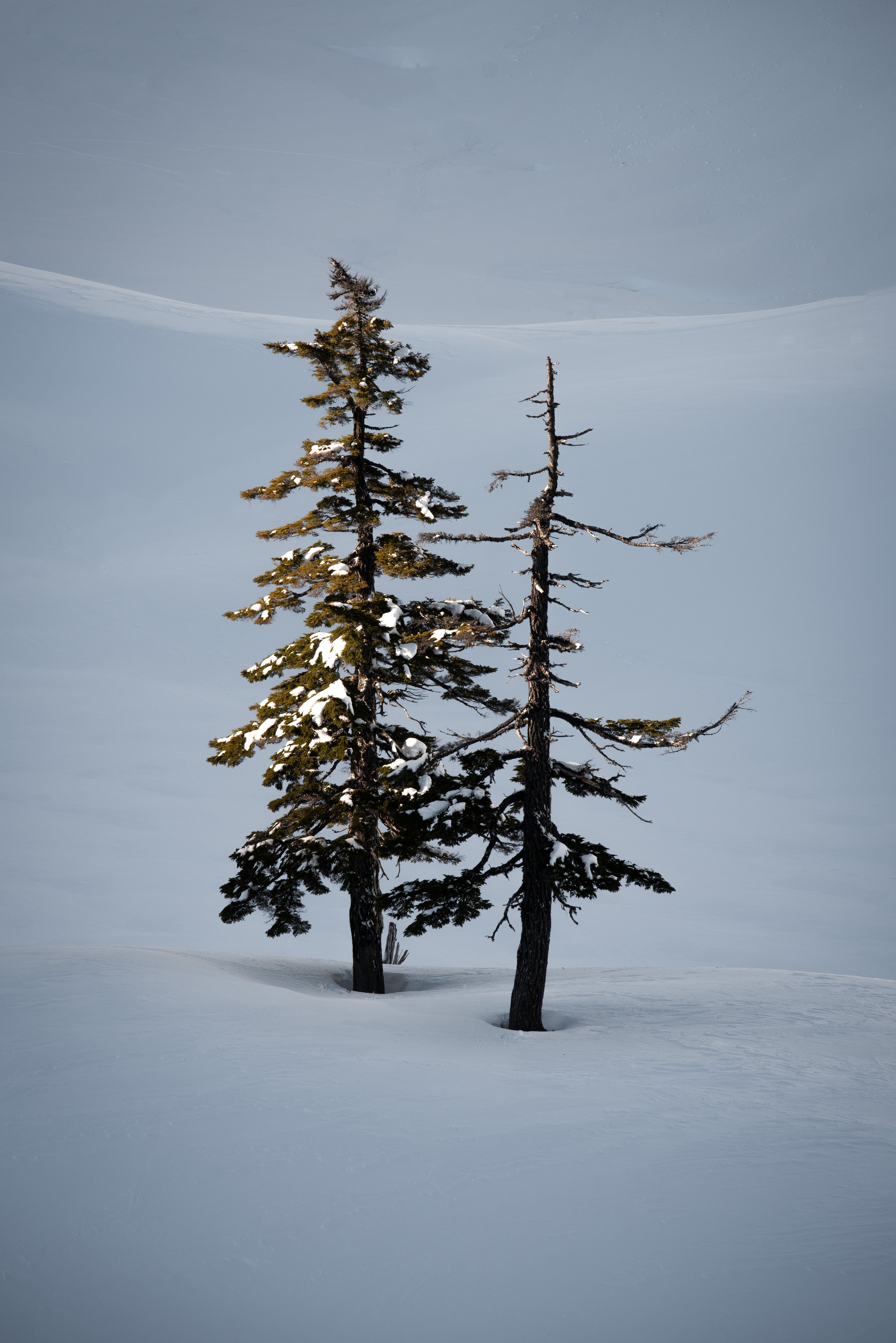 Stewards of the Snow (Copy)