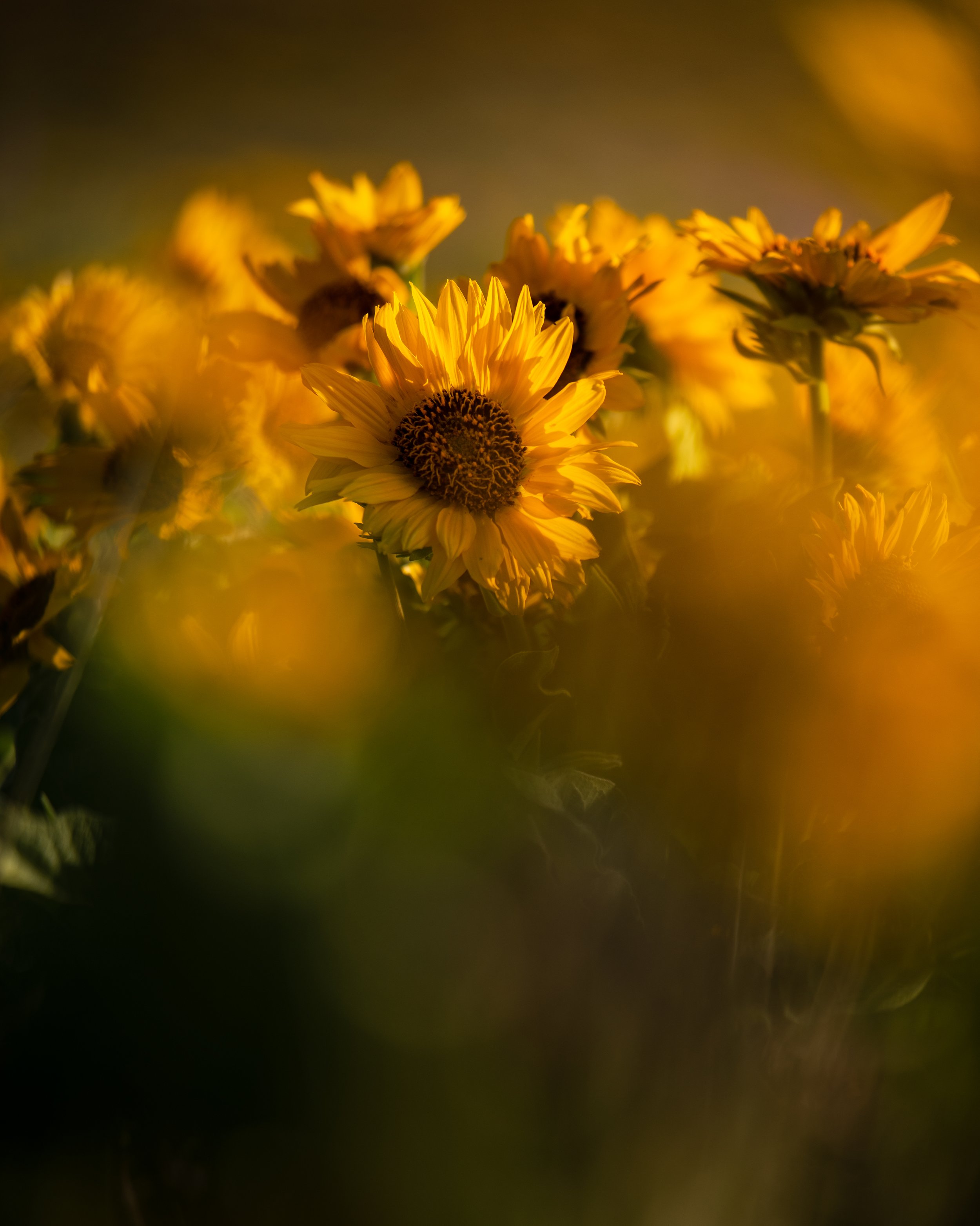 Spring Sunrise (Copy)