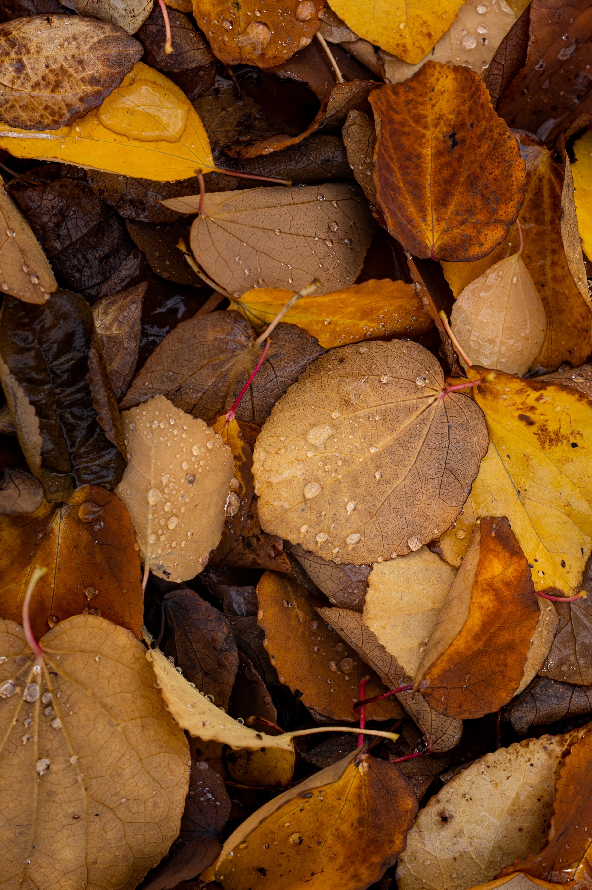 End of Fall (Copy)