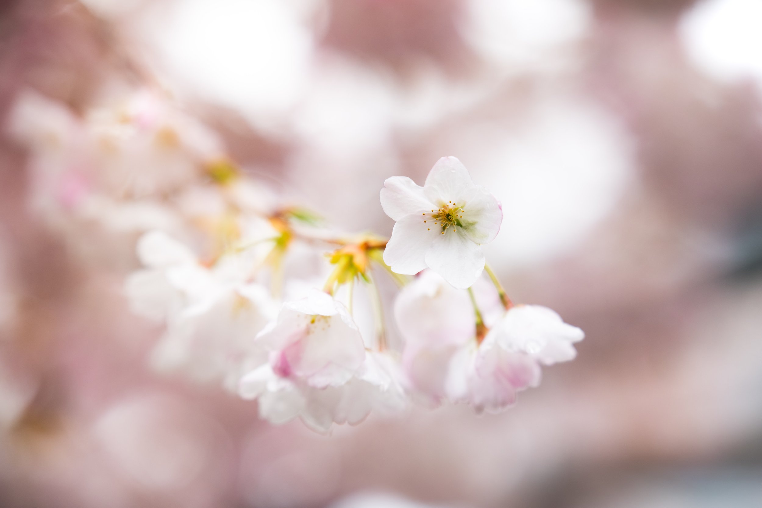 Spring Bloom (Copy)