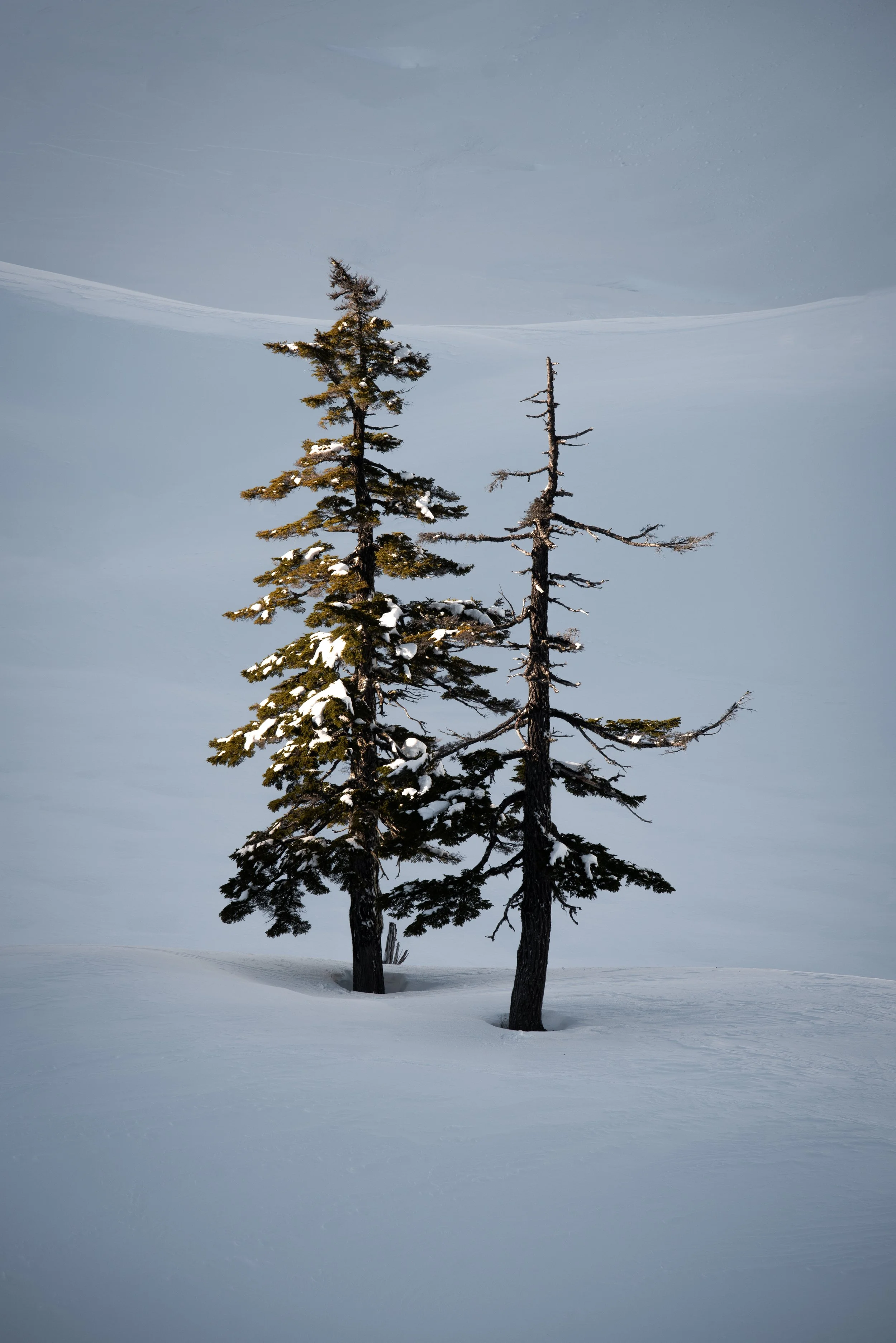 Stewards of the Snow.jpg