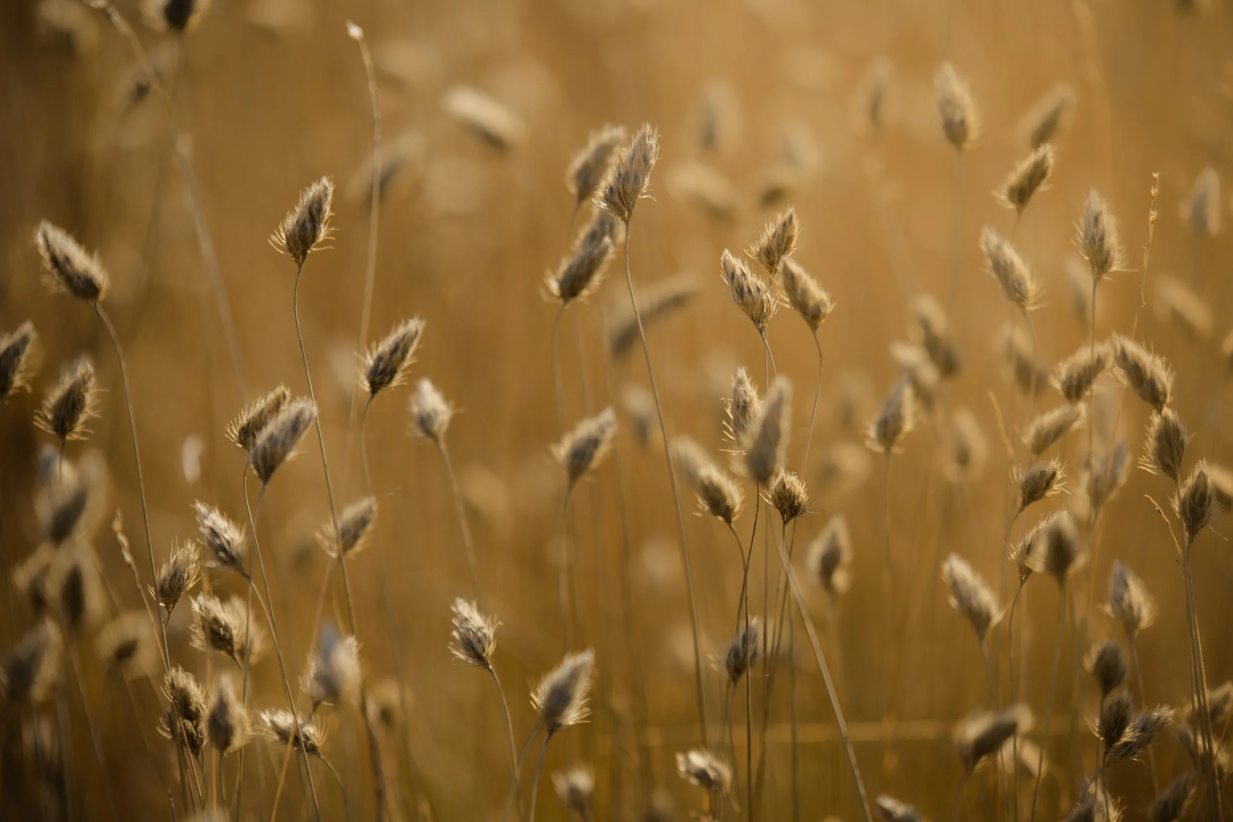 Visions in the Straw.jpg