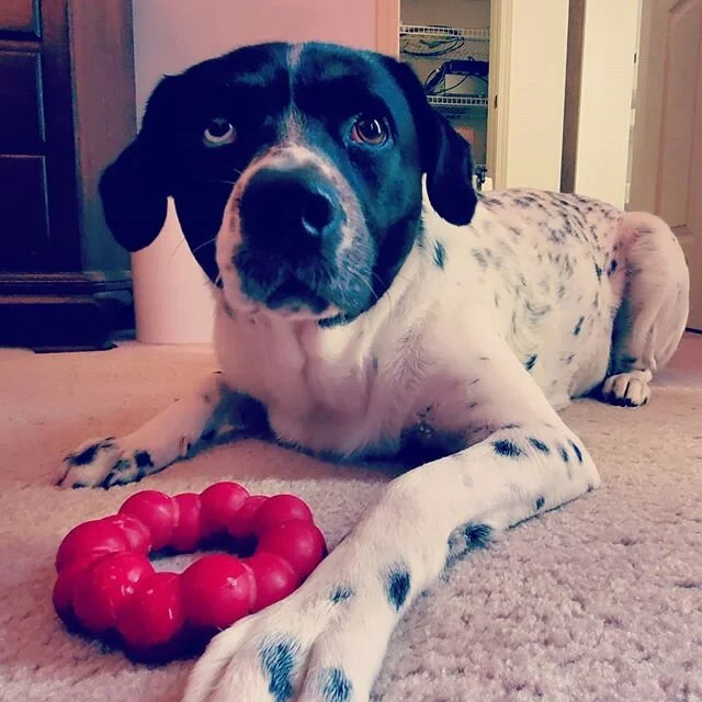 Entertaining the furry one.
#Beignet
