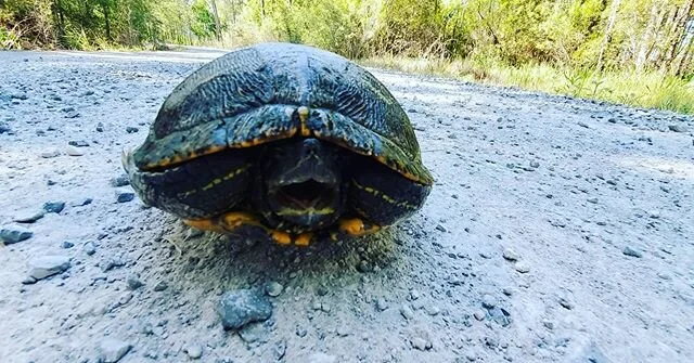 Had a great nature walk with Beignet today!