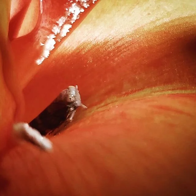 Backyard adventure #2