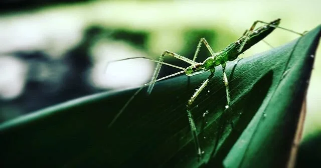 Backyard adventures #1