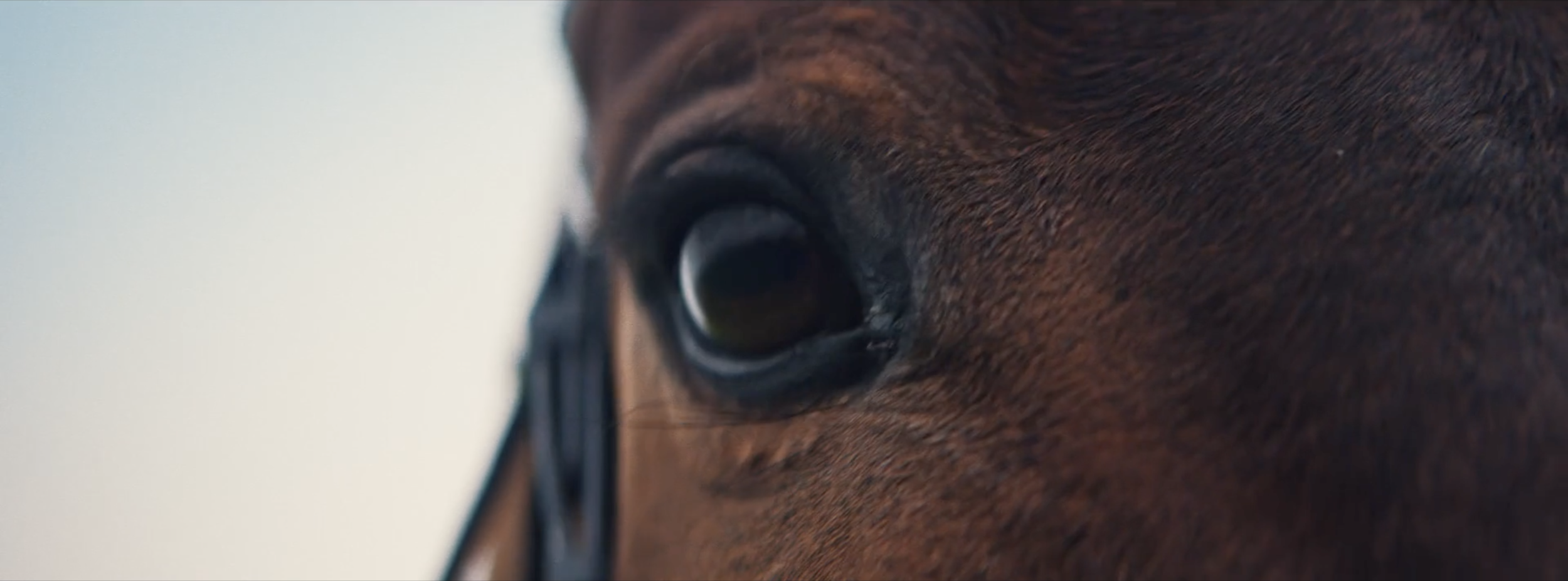 William Hill - "Cheltenham Jumps"