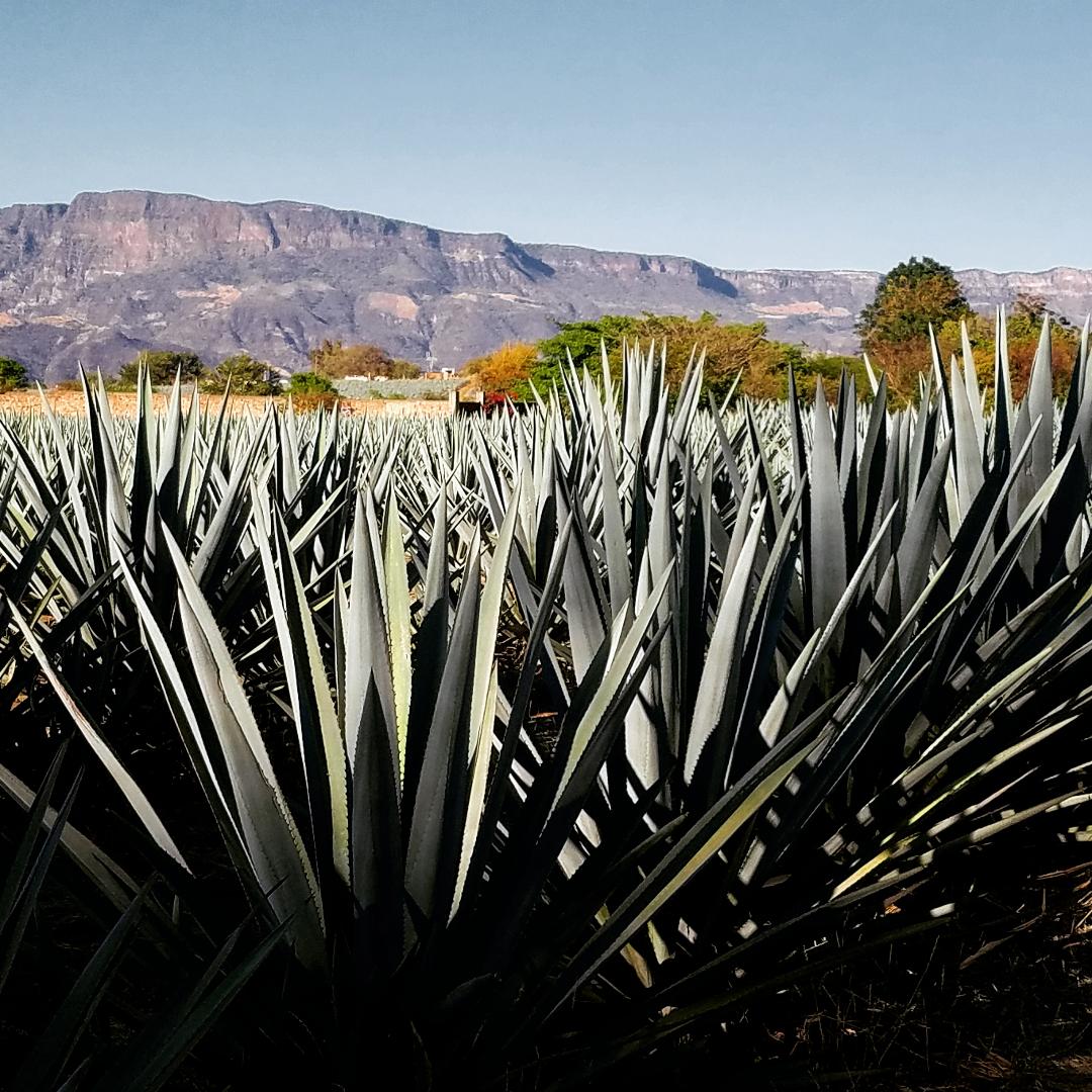 Agave Azul