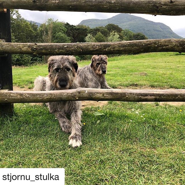 Our cast and crew on the road! #Repost @stjornu_stulka with @get_repost
・・・
Gentle giants 🍃🧚&zwj;♀️ it&rsquo;s good to be back in Fairie country