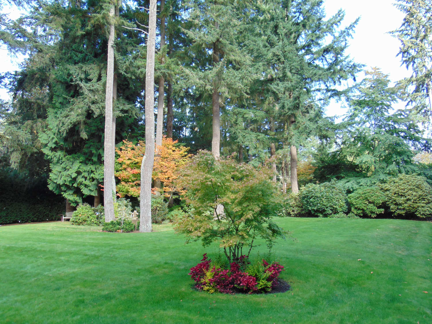 King County Lanscape Design and Consultations by Jon L Shepodd Landscaping.JPG