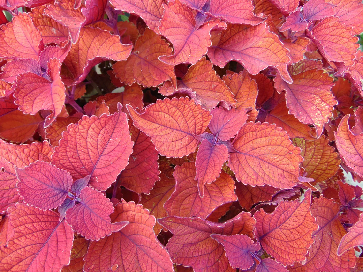 JonLShepoddLandscaping LandscapeDesign.JPG