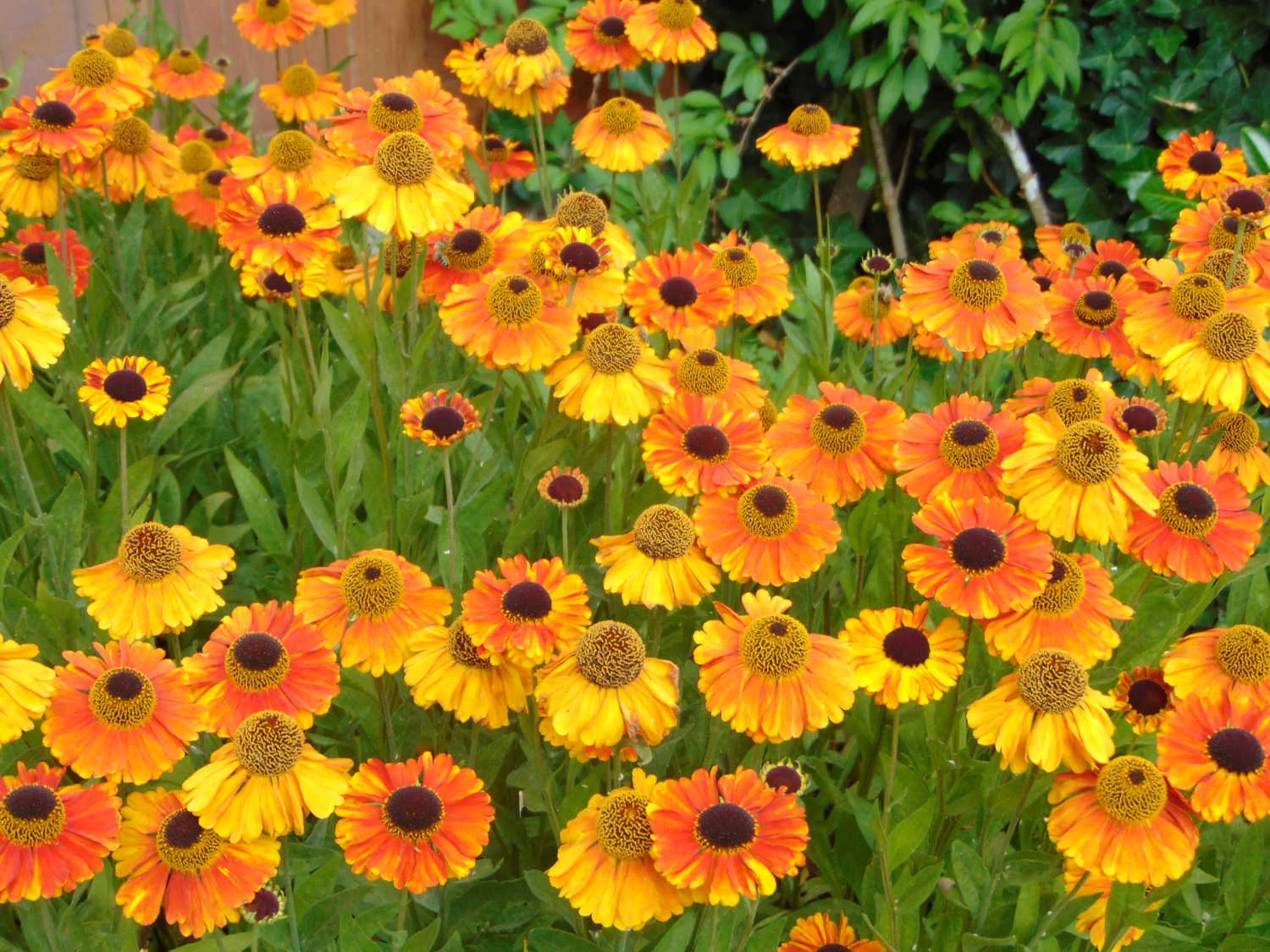 Landscape Design and Plant Consultations by Jon L Shepodd Landscaping.JPG