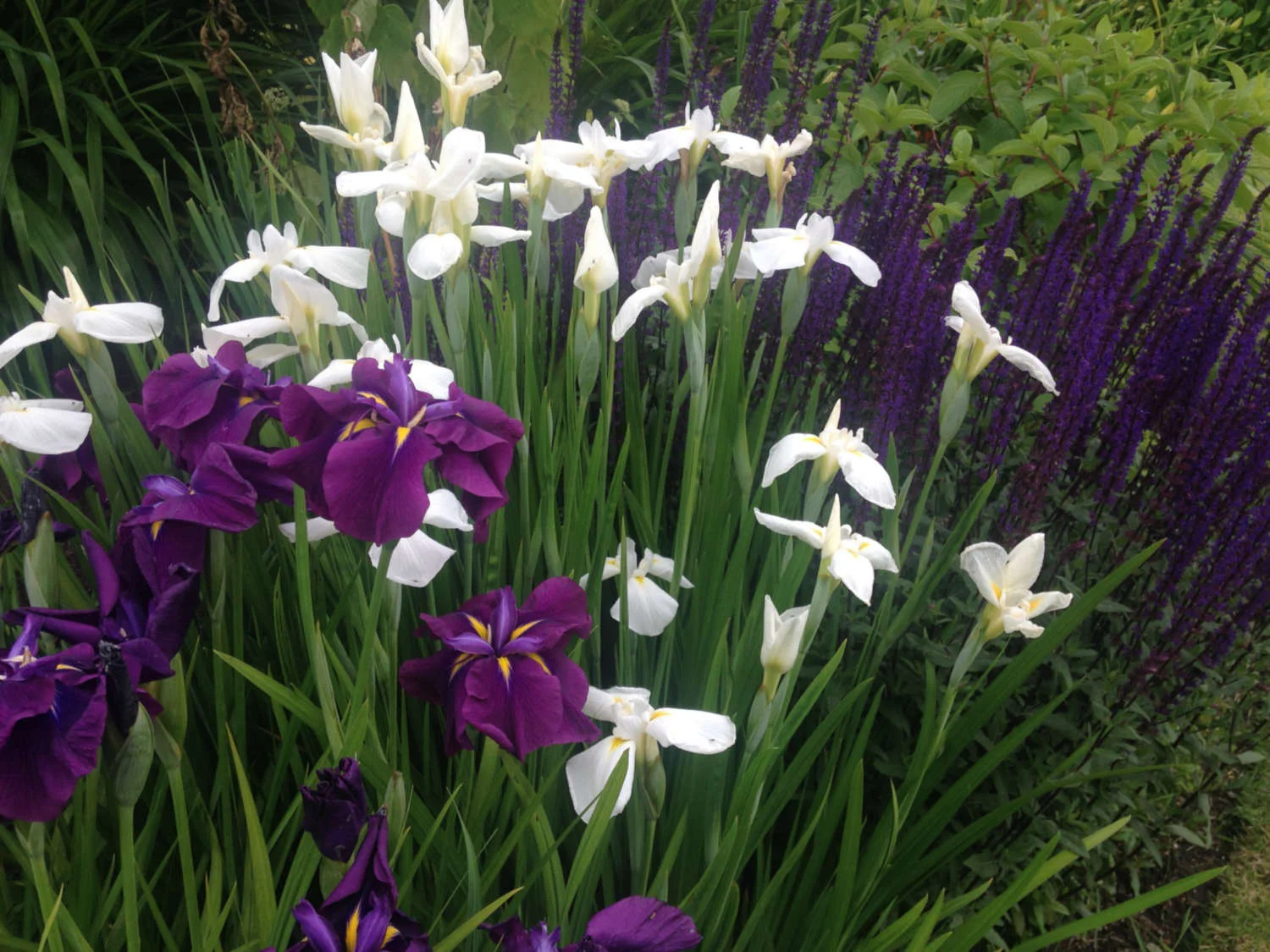 Landscape Design and Master Plans by Jon L Shepodd Landscaping.JPG