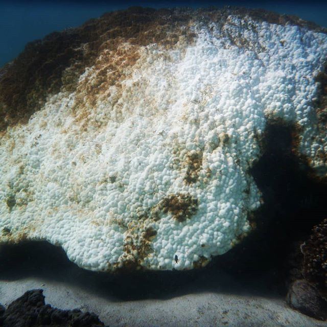 You know things are getting bad when even the most resilient and ancient corals are bleaching and dying.
⠀⠀⠀⠀⠀⠀⠀⠀⠀
🌊
⠀⠀⠀⠀⠀⠀⠀⠀⠀⠀⠀⠀⠀⠀⠀⠀⠀⠀⠀⠀⠀⠀⠀⠀⠀⠀⠀⠀⠀⠀
#climatechangeisreal #coralbleaching #endfossilfuels #oceanwise #oceanwiseaustralia #marineconservati