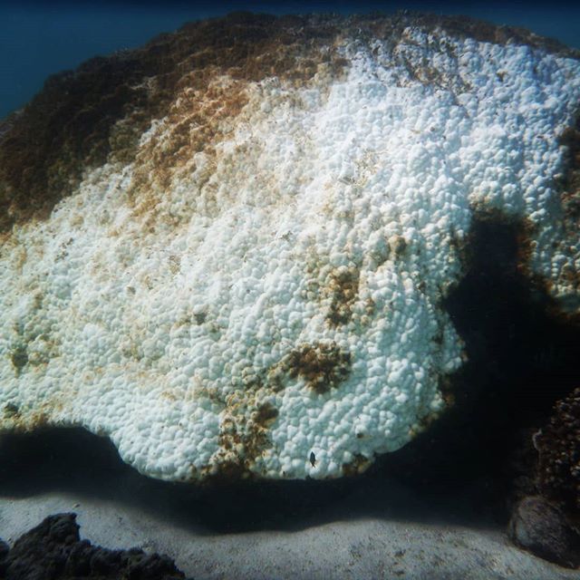 You know things are getting bad when even the most resilient and ancient corals are bleaching and dying.
⠀⠀⠀⠀⠀⠀⠀⠀⠀
🌊
⠀⠀⠀⠀⠀⠀⠀⠀⠀⠀⠀⠀⠀⠀⠀⠀⠀⠀⠀⠀⠀⠀⠀⠀⠀⠀⠀⠀⠀⠀
#climatechangeisreal #coralbleaching #endfossilfuels #oceanwise #oceanwiseaustralia #marineconservation