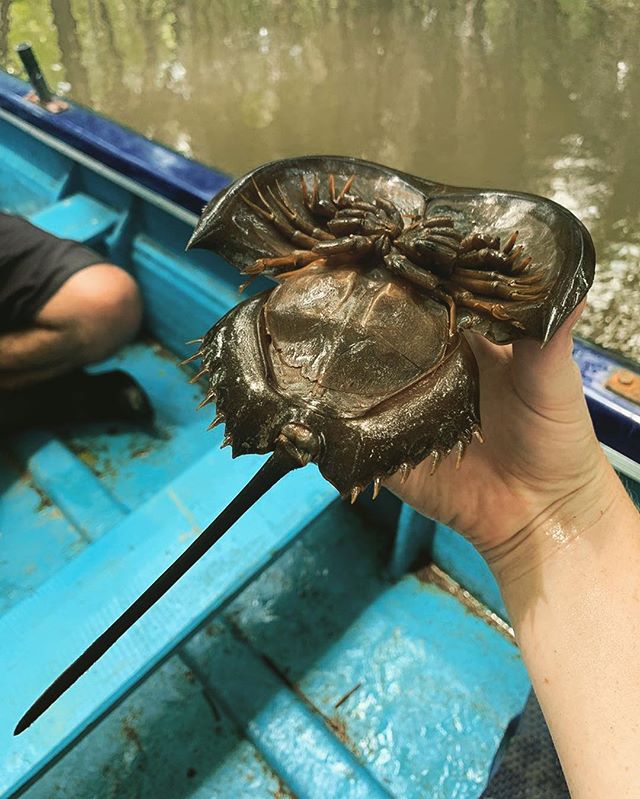 Meet the horseshoe crab (Family: Limulidae). These weird creatures are not actually true crabs... they are arthropods and have recently been re-classified as spiders! They have survived for over 500 million years but are threatened by habitat loss, p