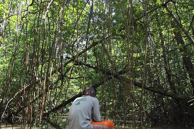 Our partner organisation @planetindonesia, have the motto "literasi untuk konservasi" which translates to "literacy for conservation". Their programs aim to break the cycle of poverty while protecting and restoring endangered species and habitats. They provide crucial health, education and business training services to villages that are deep in the heart of rainforests and mangrove forests. These villages have so little that they are forced to exhaust limited natural resources to survive. Planet Indonesia's programs empower them to use their resources in a sustainable manner, simultaneously increasing income and improving their quality of life.
⠀⠀⠀⠀⠀⠀⠀⠀⠀
🌊
⠀⠀⠀⠀⠀⠀⠀⠀⠀⠀⠀⠀⠀⠀⠀⠀⠀⠀⠀⠀⠀⠀⠀⠀⠀⠀⠀⠀⠀⠀
#planetindonesia #oceanwise #mangrove #mangroveforest #rainforest #conservation #literacyforconservation #indonesia #borneo #kuburaya