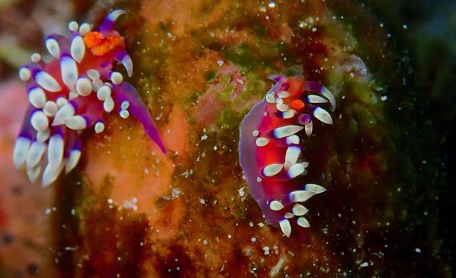 Did you know that nudibranchs are simultaneous hermaphrodites? That means they can impregnate themselves! [Photo: @andrew__davenport]
⠀⠀⠀⠀⠀⠀⠀⠀⠀
🌊
⠀⠀⠀⠀⠀⠀⠀⠀⠀⠀⠀⠀⠀⠀⠀⠀⠀⠀⠀⠀⠀⠀⠀⠀⠀⠀⠀⠀⠀⠀
#nudibranch #didyouknow #funfact #coralreef #simultaneoushermaphrodite #