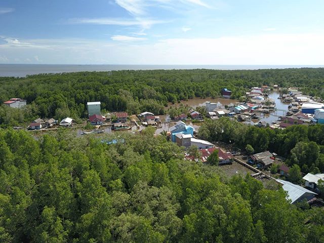 Welcome to Sungai Nibung, located in the heart of the mangrove forests in Kubu Raya, West Kalimantan. As one of the most biodiverse and extensive forests in Borneo, the locals place the highest value on the ecosystem. Here, we are involved in a project focusing on the restoration of the threatened mangroves, the implementation of fisheries management and most importantly the implementation of a socio-economic program providing health services, education and business management training to the locals. @planetindonesia has been pivotal in making life-changing projects like this a reality, and continue to be an inspiration for conservationists.
⠀⠀⠀⠀⠀⠀⠀⠀⠀
🌊
⠀⠀⠀⠀⠀⠀⠀⠀⠀⠀⠀⠀⠀⠀⠀⠀⠀⠀⠀⠀⠀⠀⠀⠀⠀⠀⠀⠀⠀⠀⠀⠀⠀⠀⠀⠀ #mangroveforest #conservation #borneo #mangrove #sungainibung #mangroverestoration #savethemangroves