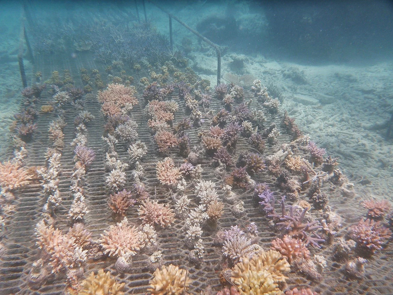 Figure 1. Corals growing on ocean racks.