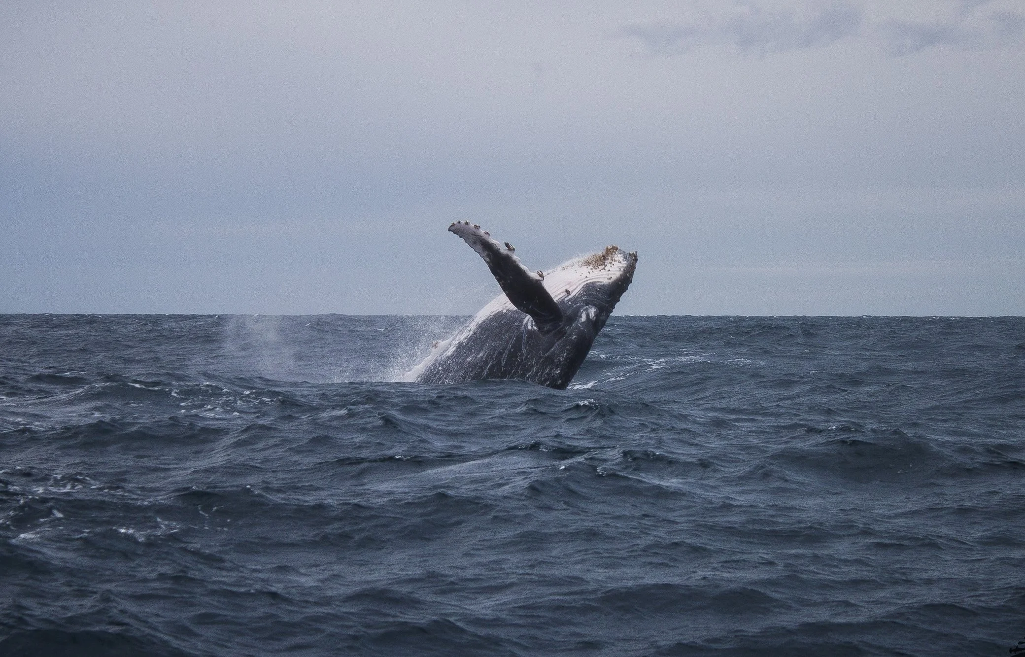 A Humpback Whale ( Megaptera novaeangliae ) breaches off the coast of Exmouth, Western Australia.