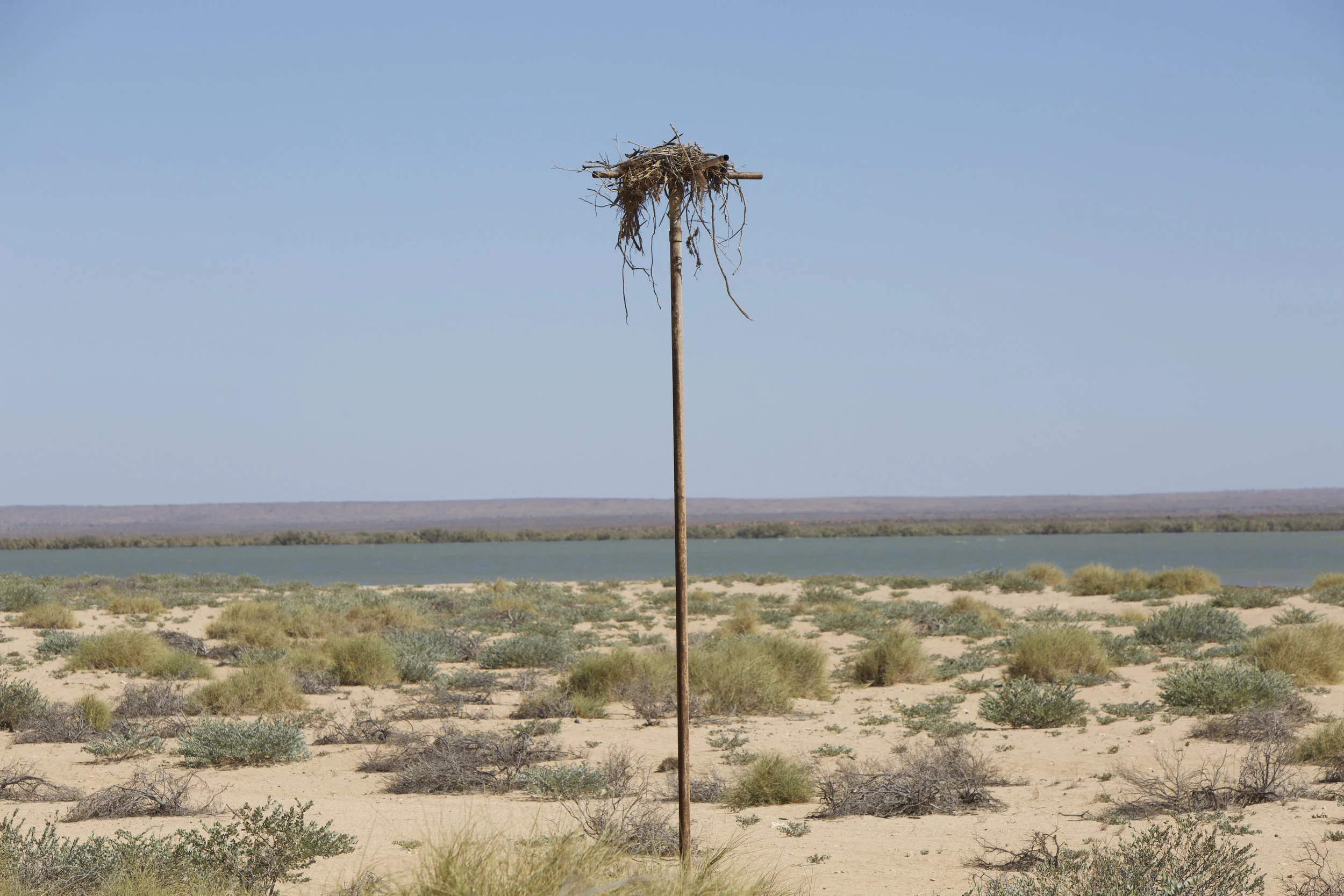 An Osprey ( Pandion haliaetus ) nests in the Bay of Rest, Exmouth Gulf.