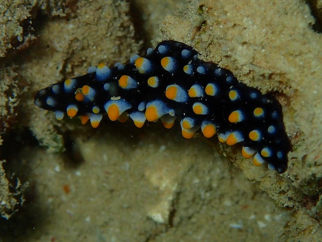 Carlsonhoffi’s Nudibranch (Phyllidia carlsonhoffi)