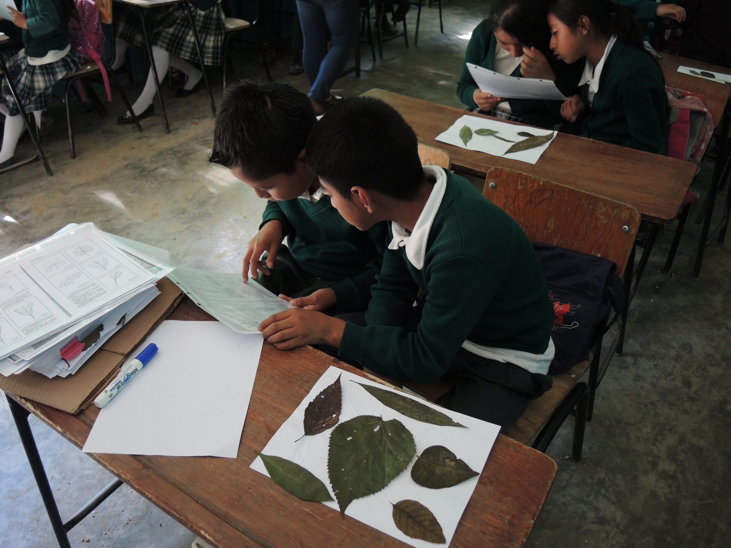 School children examining leaves