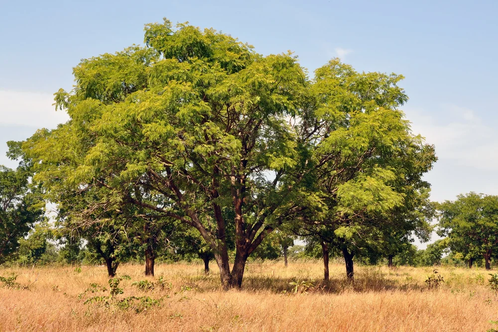 N r Parkia Biglobosa People And Plants International n-r-parkia-biglobosa-people-and-plants-international