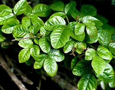 Poison oak (Toxicodendron diversilobum) in the spring and summer. Its leaves usually turn red in the late summer and the autumn, even earlier in very dry years. North of Santa Barbara, California, it is leafless in the winter.