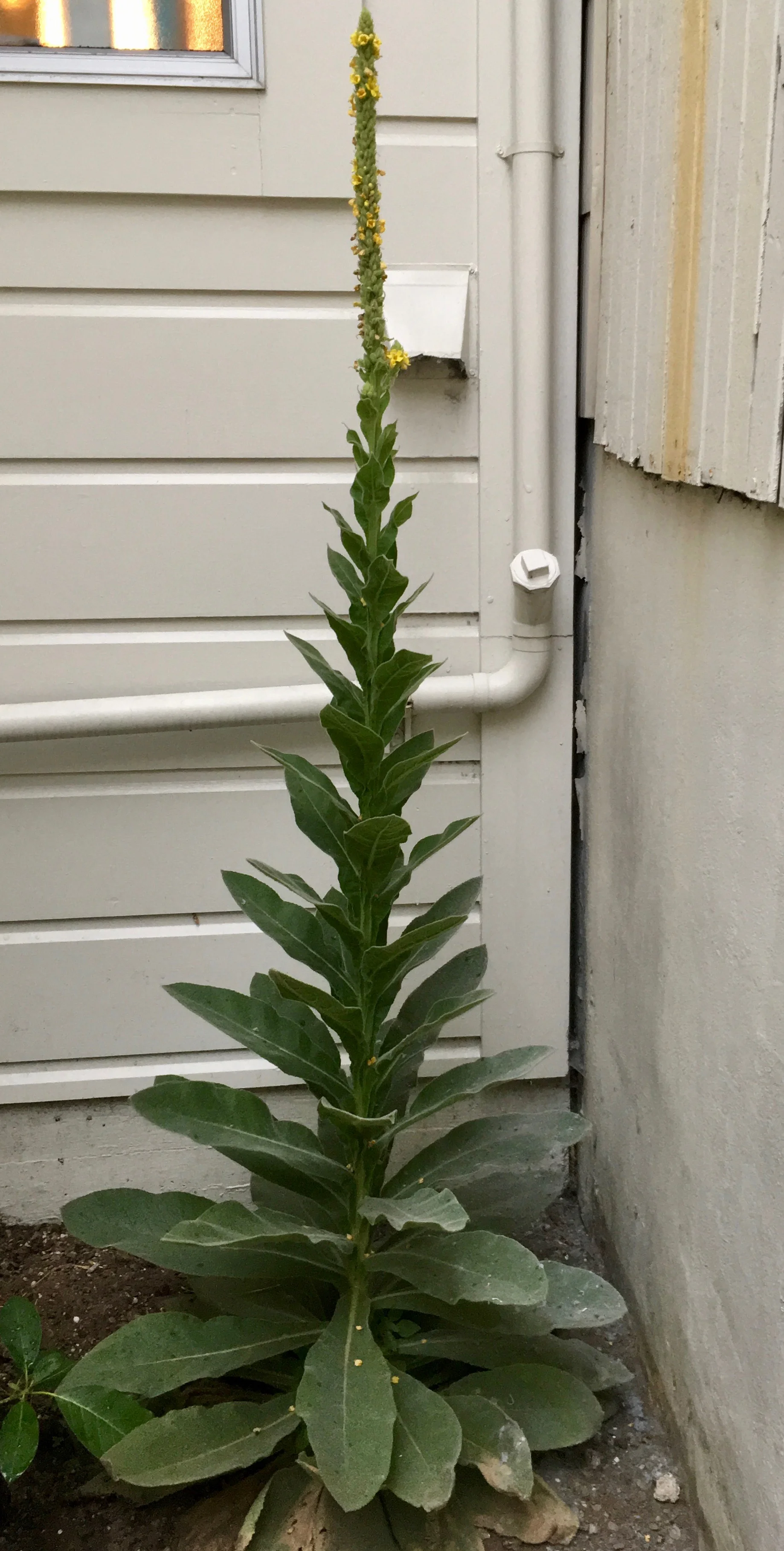 photo by the author Mullein (Verbascum thapsis) Pictured in bloom. Mullein takes two years to reach this stage. Unlike the wild mullein described in this post, I planted this one behind my house. It has since died and left so many of its babies that I’ve had to weed many out. There is a new one starting to bloom on its place.
