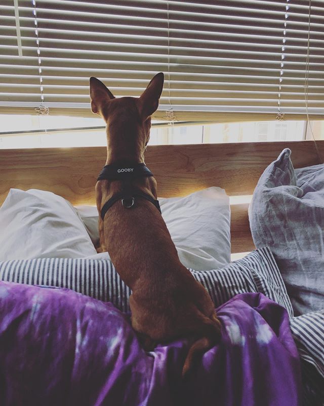 Happy Sunday everybody! Mouse here is excited, curious, and a little scared about what&rsquo;s outside the window. What are you excited and nervous for in the coming week?