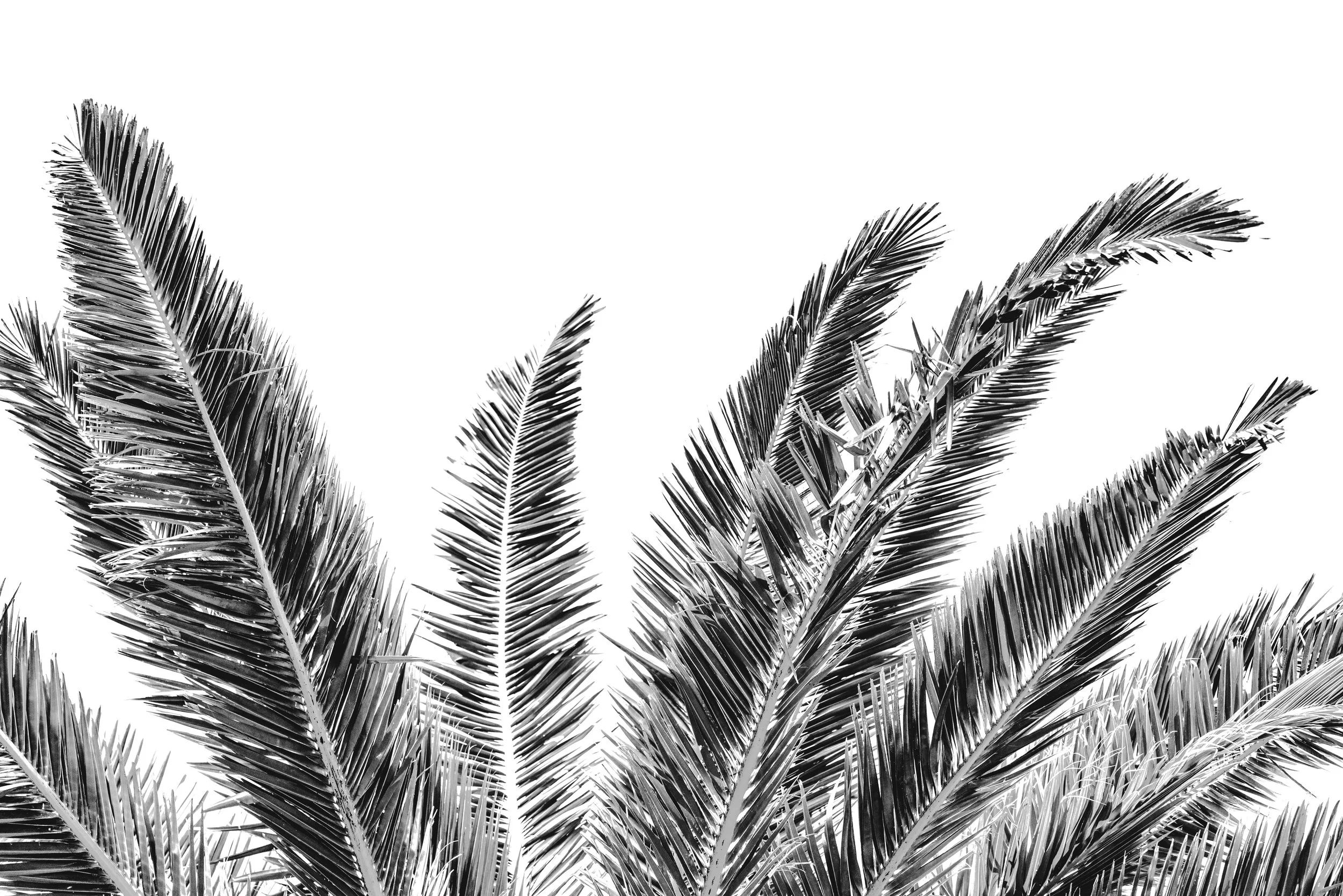 palm-arms-#3-ALTA-.jpg