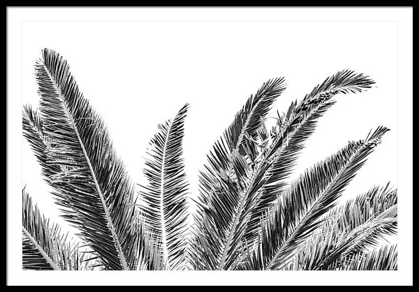 palm-arms-#3- 48 x 36 black tiny space frame.jpg