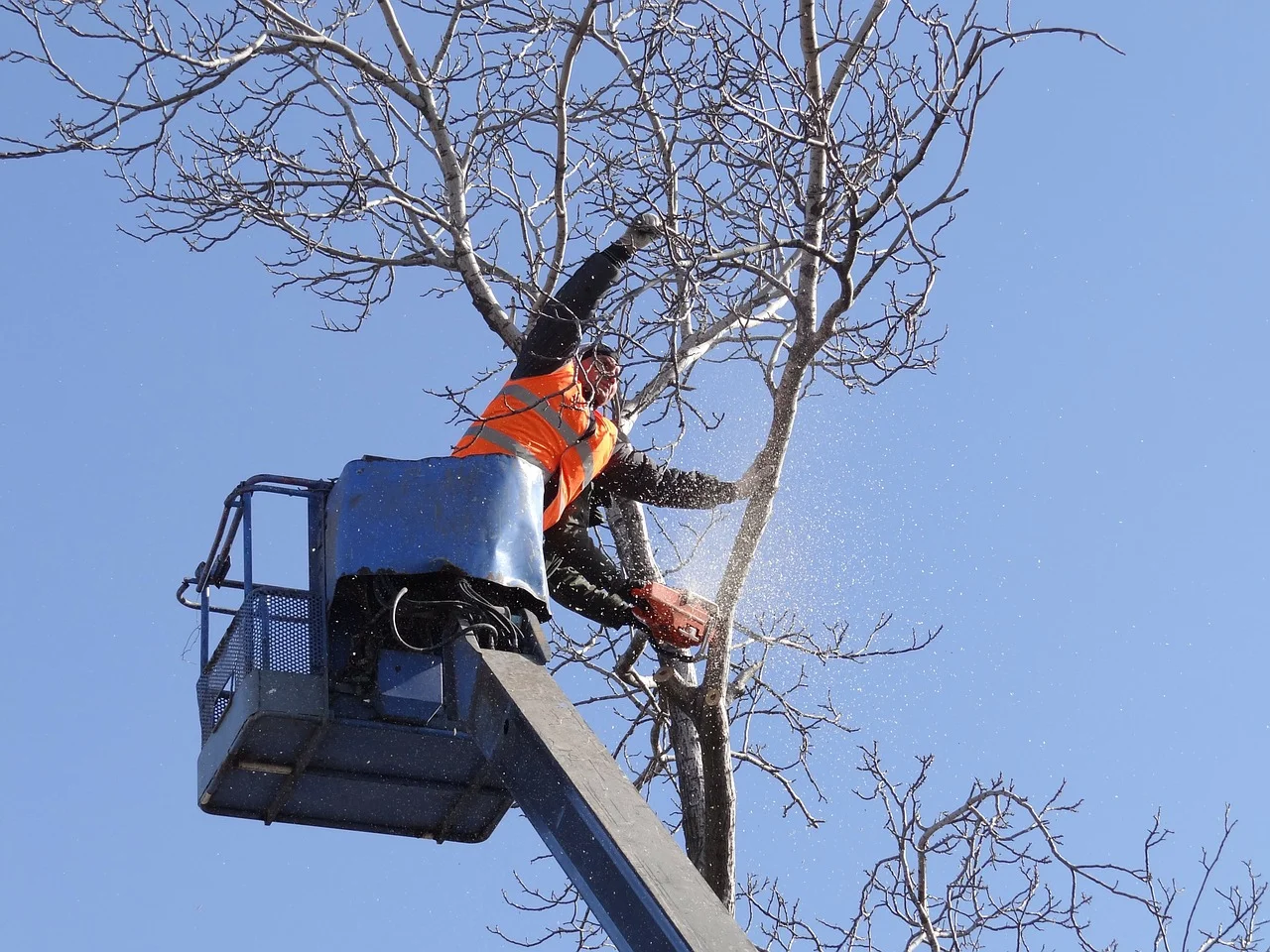 arborist.jpg