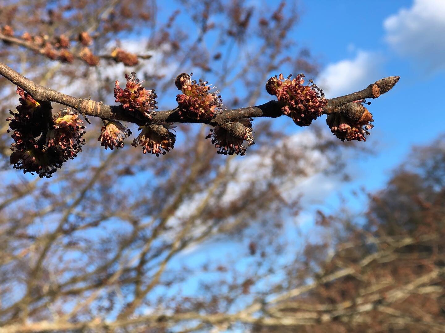 V&aring;r! Flera av v&aring;ra tr&auml;darter blommar nu i Stockholm. Vilket tr&auml;d har dessa vackra blommor? G&aring; ut och leta i din omgivning och kartl&auml;gg och fotodokumentera tr&auml;det i stadstr&auml;d.se. Alla kan kartl&auml;gga tr&au