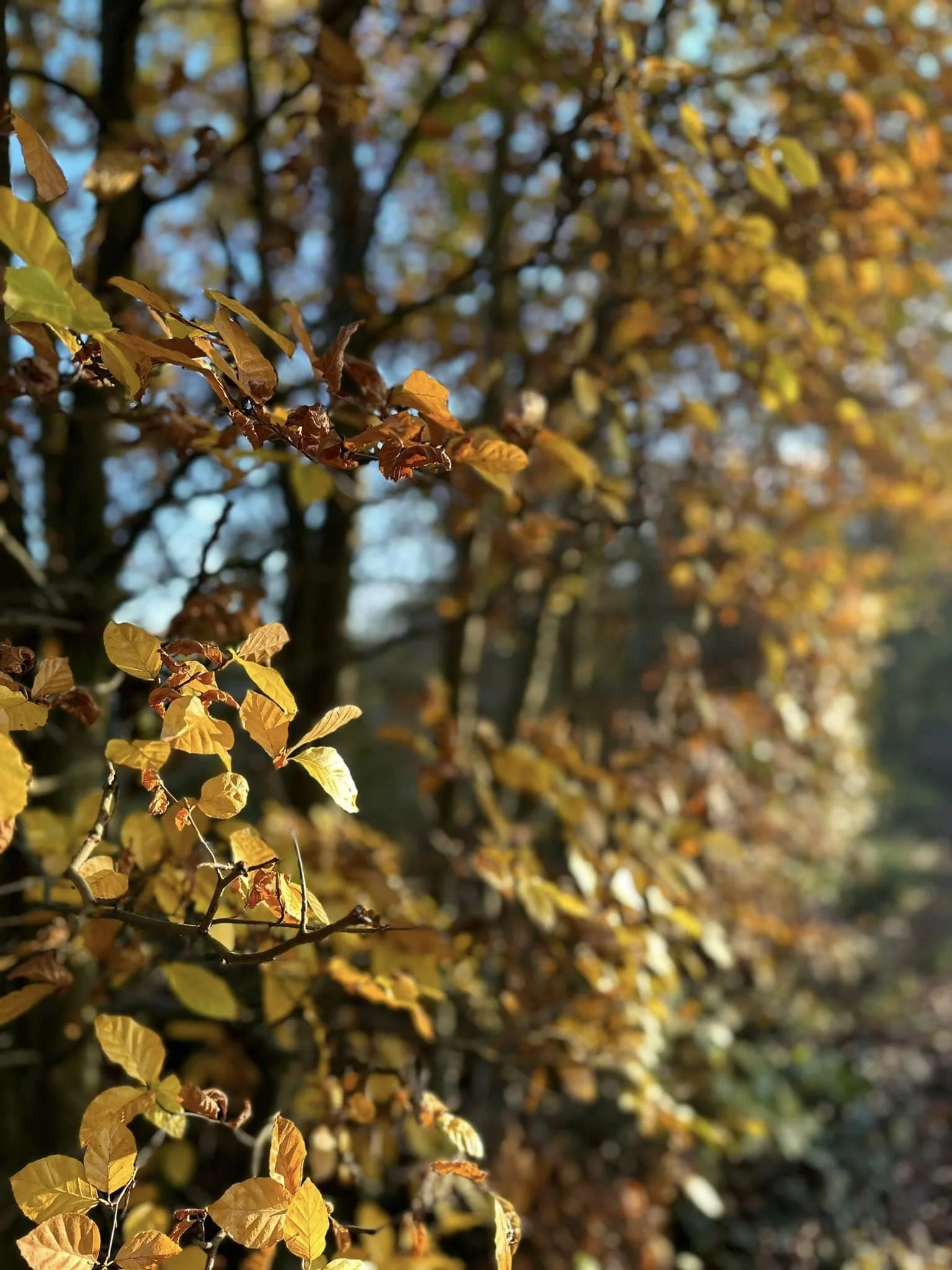 Exploring Wellbeing and Self-Care